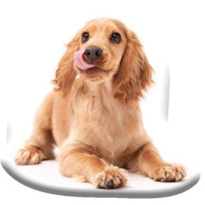 Dog Spaniel dekorativ kudde 40x40 cm Velour