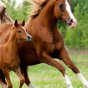 Horses Career handduk, ansiktshandduk 30x50 cm