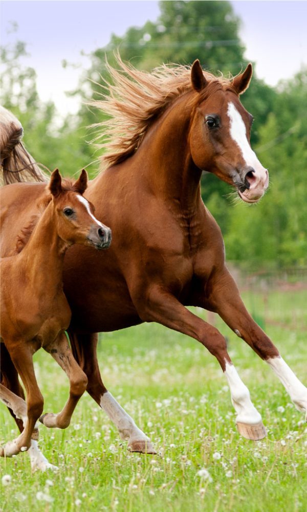 Horses Career handduk, ansiktshandduk 30x50 cm