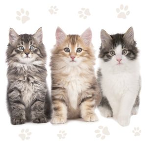 Cat Three vackra servetter, 20-pack, 33x33 cm