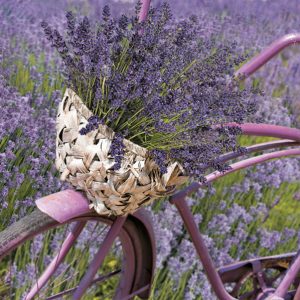 Flower Bicycle Lavender dekorativa servetter 20 st 33x33 cm