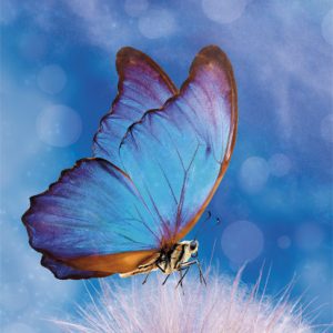 Butterfly Nature A4 elastisk mapp