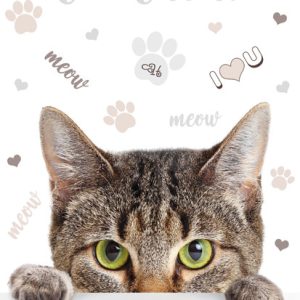 Cat Meow A4 elastisk mapp