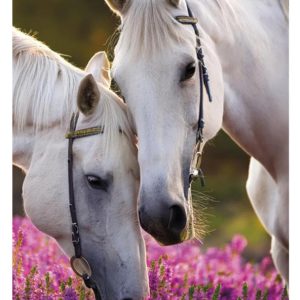 Horses Whispers A4-mapp med elastiskt band