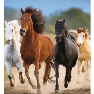 Horses Freedom A4 elastisk mapp