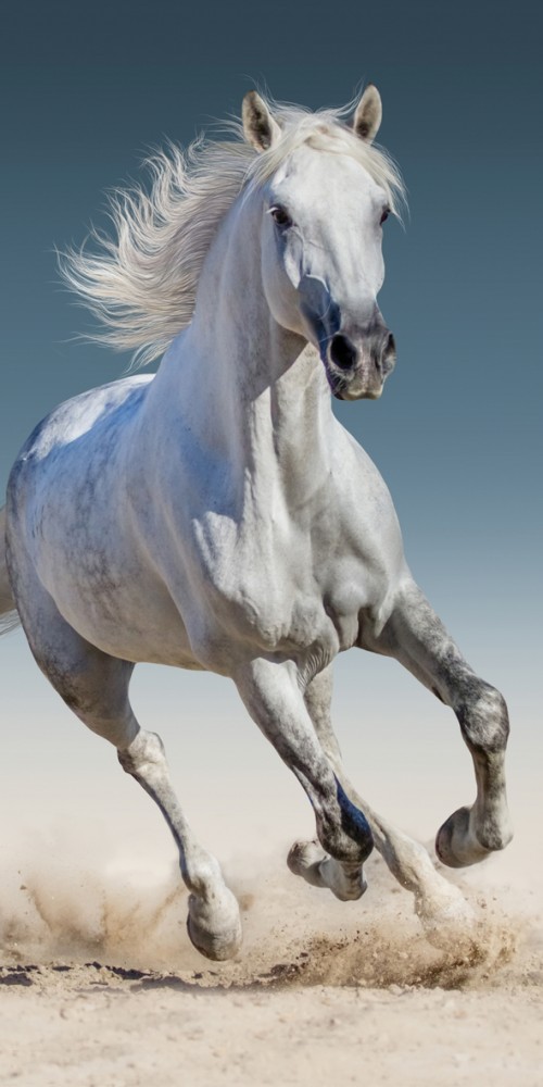 Horses badhandduk, strandhandduk 70x140 cm