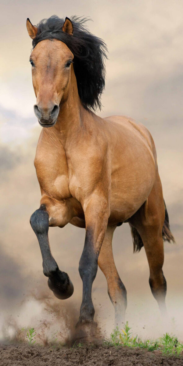 Horses brun badhandduk, strandhandduk 70x140 cm