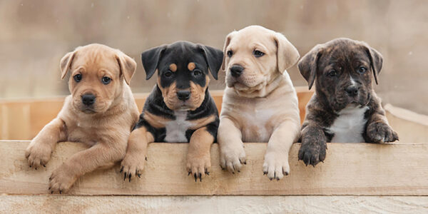 Dog Team badhandduk, strandhandduk 70x140 cm