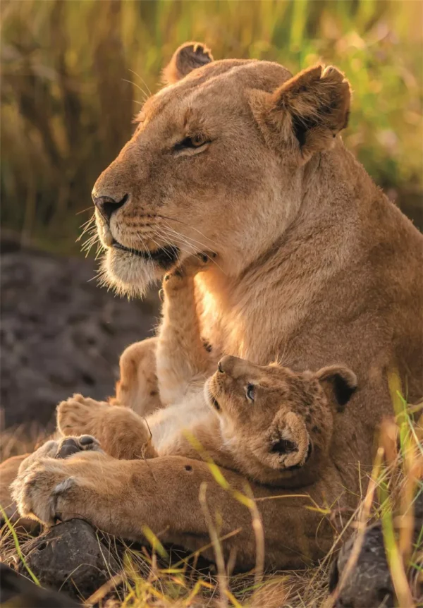 Lion Love 500 bitars kompakt pussel Clementoni - Bild 2